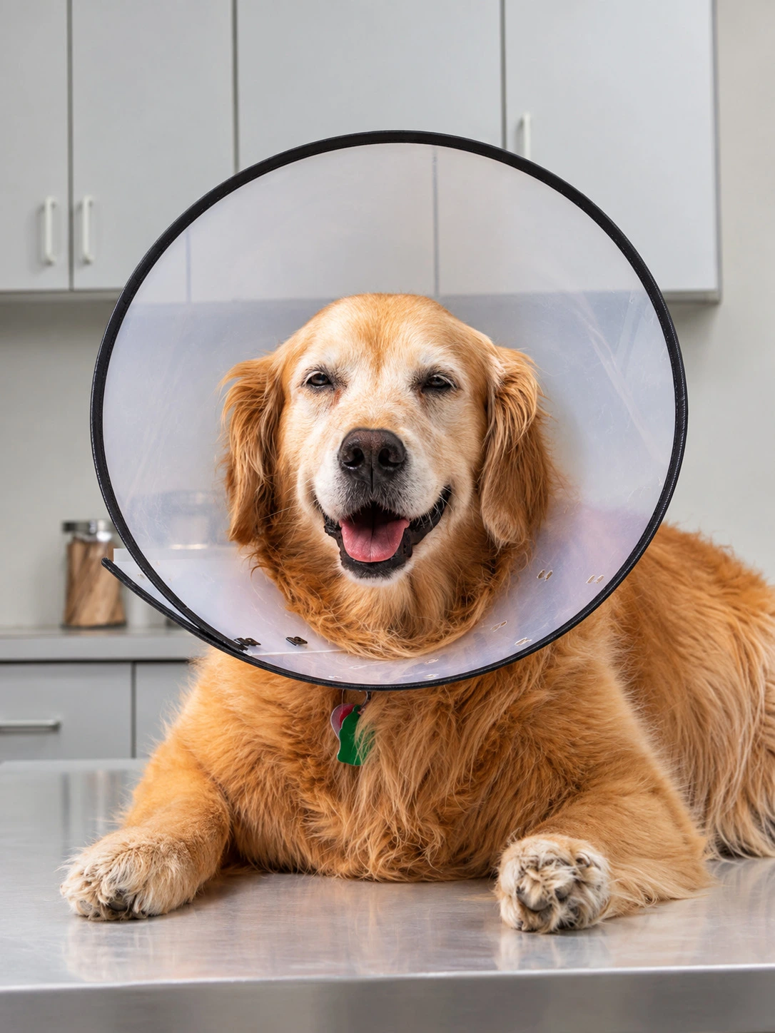 Veterinário examinando um cachorro durante consulta