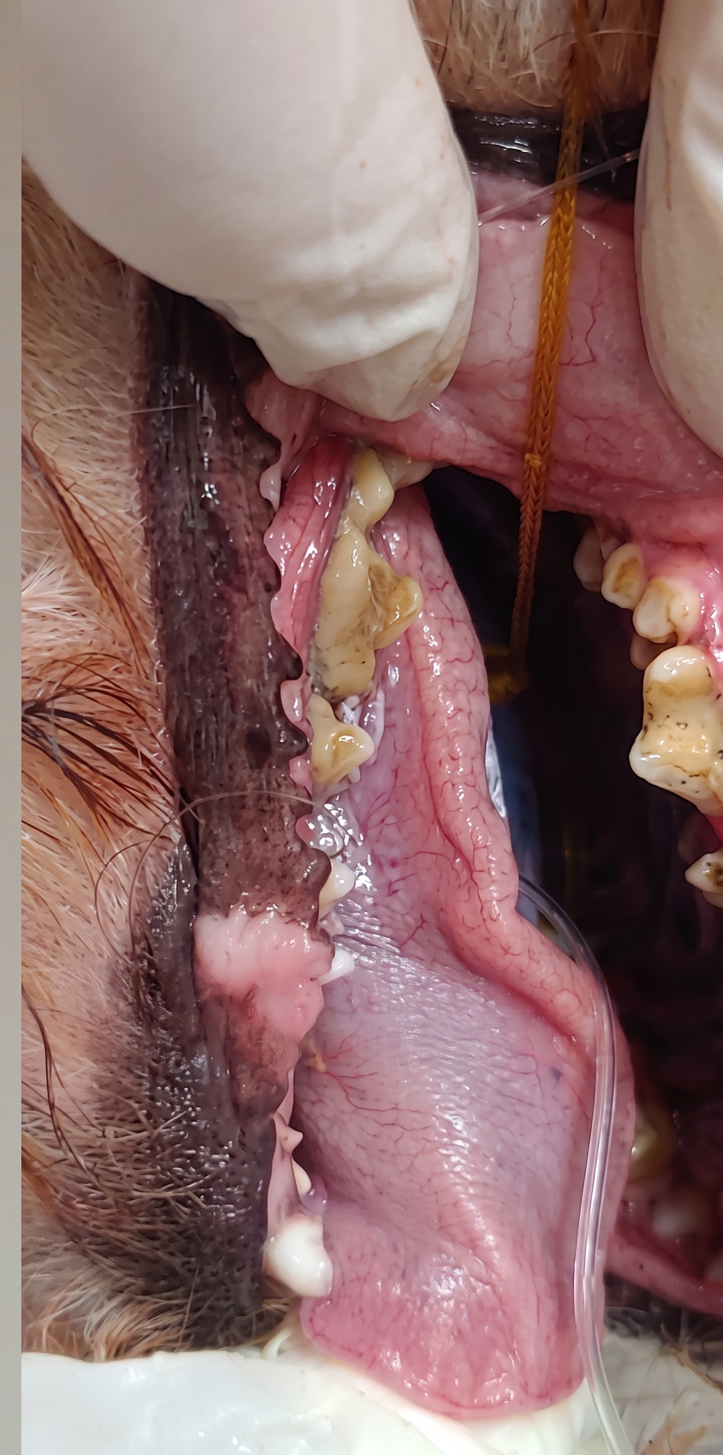 Dentes do cão Rex antes da limpeza, com tártaro acumulado