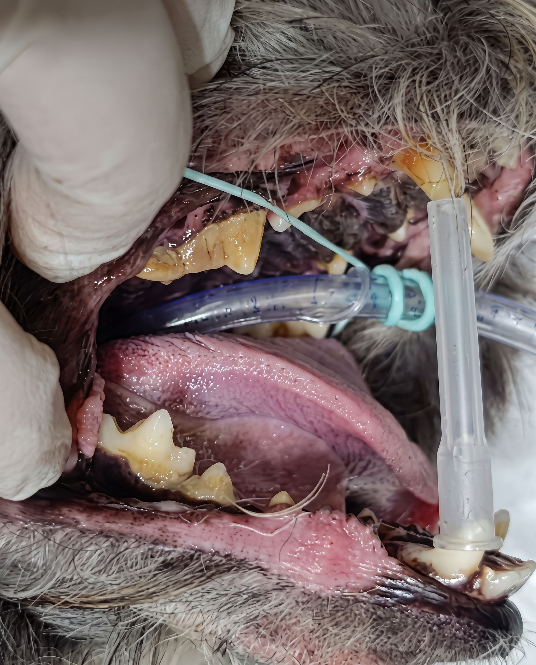 Dentes da gata Mimi antes da limpeza, com gengiva inflamada