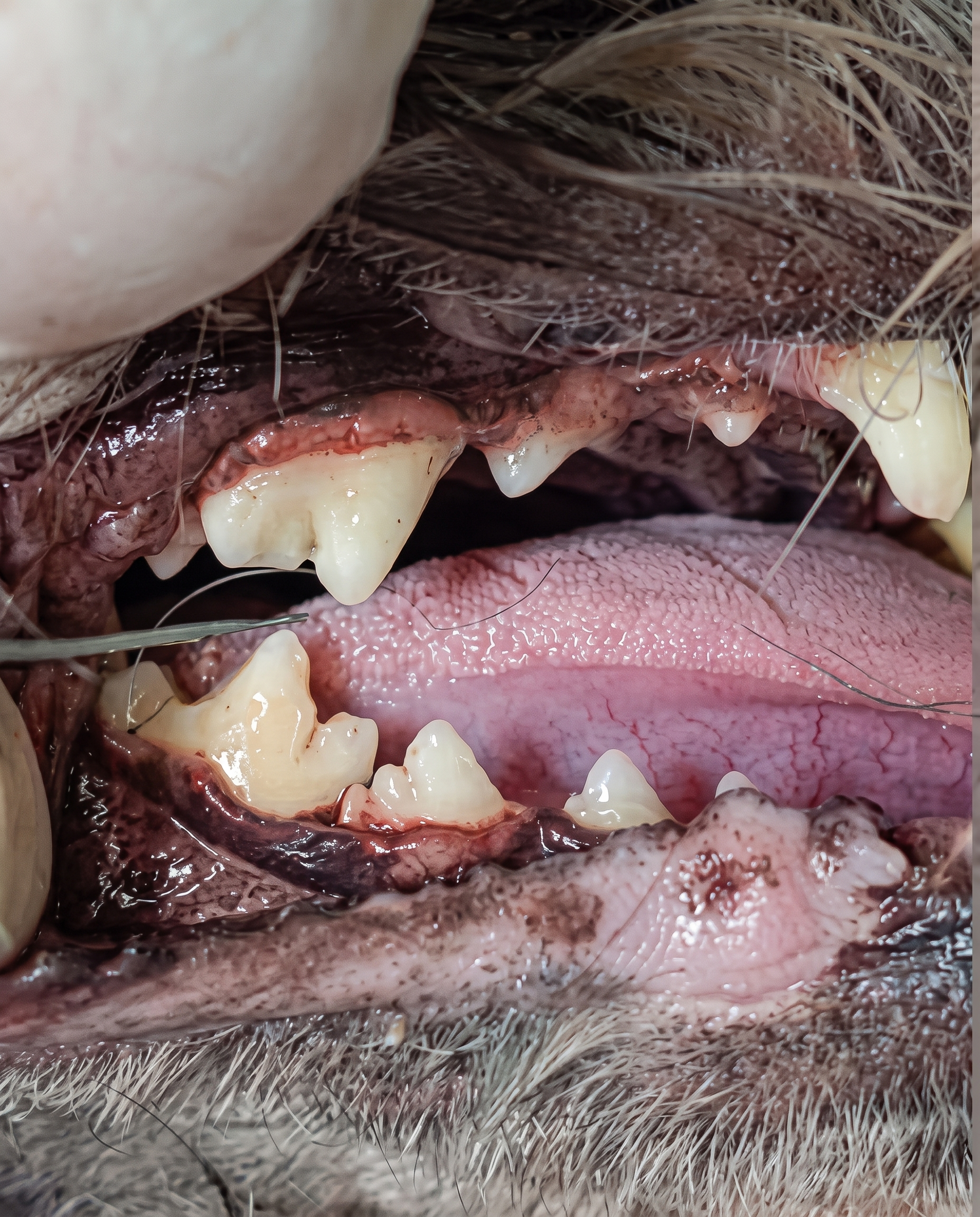 Dentes da gata Mimi depois da limpeza, gengiva saudável
