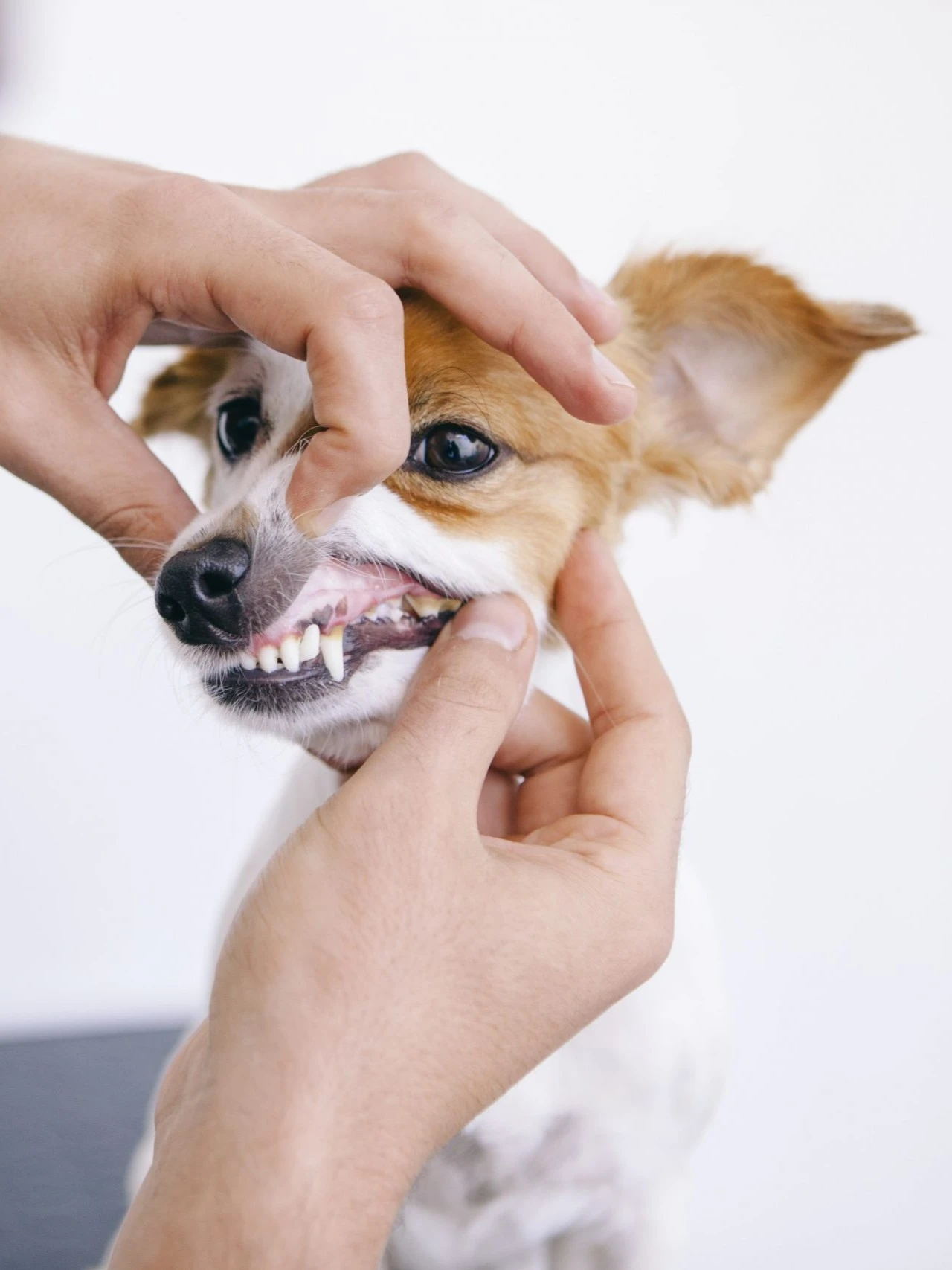 Veterinário examinando a boca de um cão durante consulta