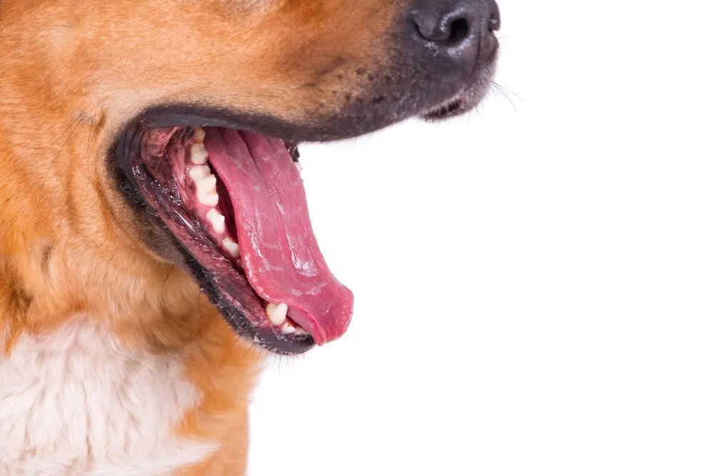 Tutor cheirando de perto a boca de um cachorro para notar o hálito