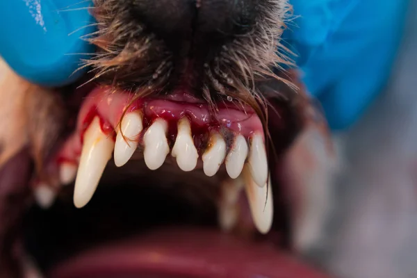 Close na gengiva avermelhada de um pet, examinada por veterinário