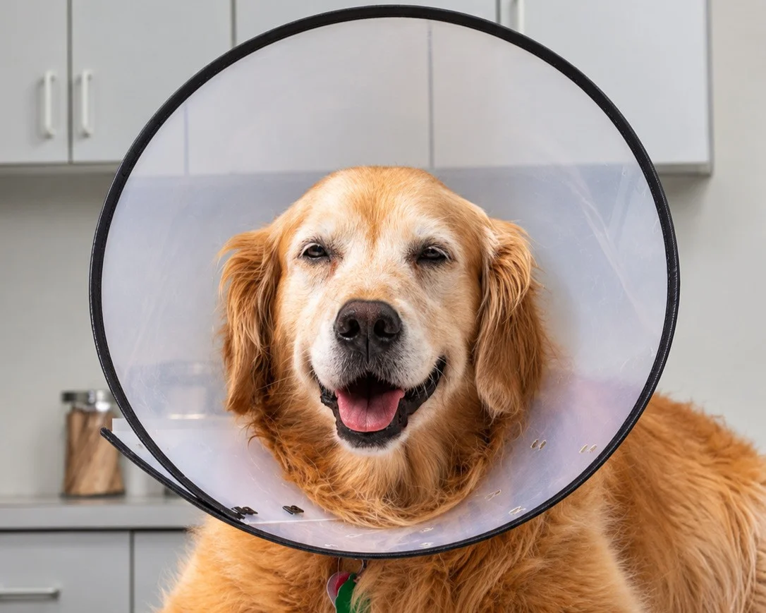 Cachorro se recuperando após castração