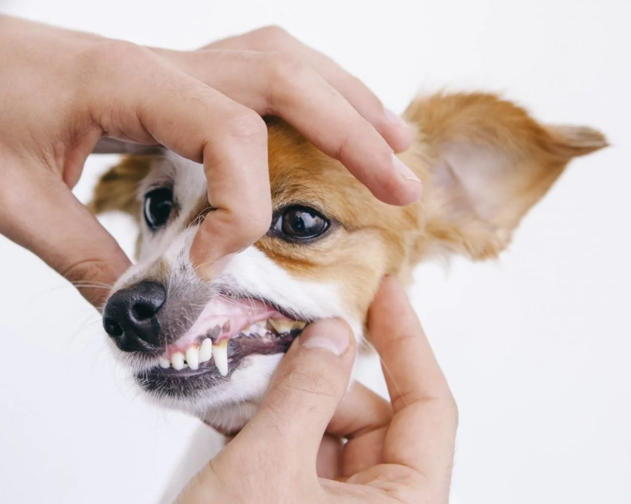 Cachorro no consultório para avaliação odontológica